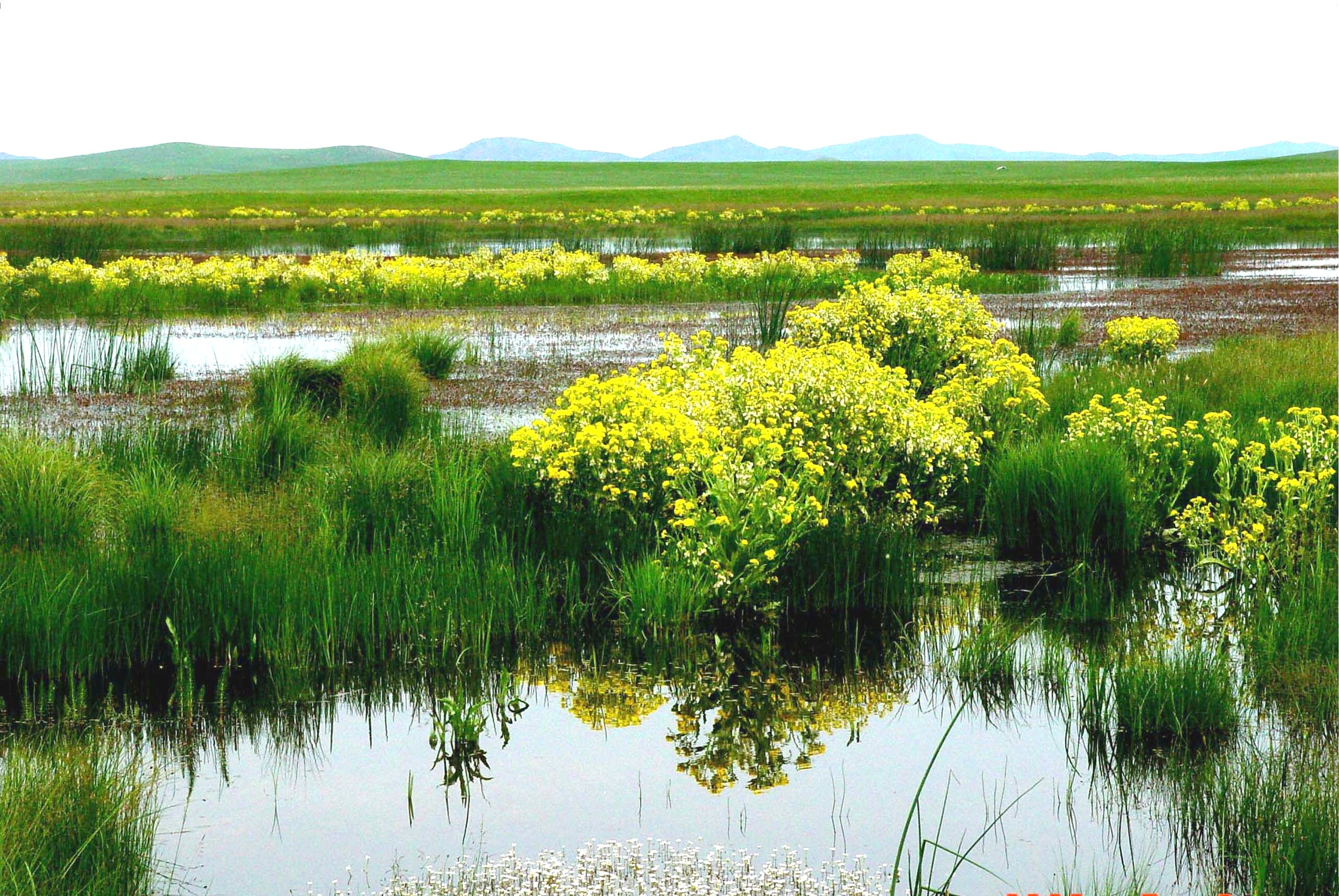 自治区级湿地自然保护区-贺斯格淖尔