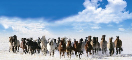 千里银白的冬日草原——乌拉盖草原_乌拉盖旅游