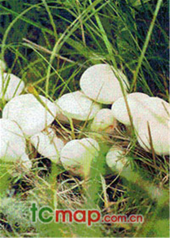 锡林草原口蘑