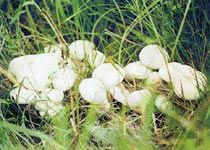 草原黑蘑与白蘑